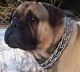 hs collars,pinch collars,fure saver collar,curogan collar