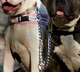 Dog leashe, dog lead,leather dog leash,nylon dog leash,walking dog leash
