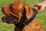 dog training equipment,large training collars,large training harness,large dog muzzles 