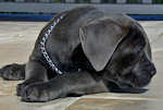 hs collars,pinch collars,fure saver collar,curogan collar