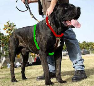 size dog harness