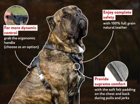 Exclusive Mastiff Leather 【Harness】 with Gold Color Fittings for Lots of  Activities : Mastiff Breed: Harnesses, Muzzles, Collars, Leashes, Bite Tugs  and Toys