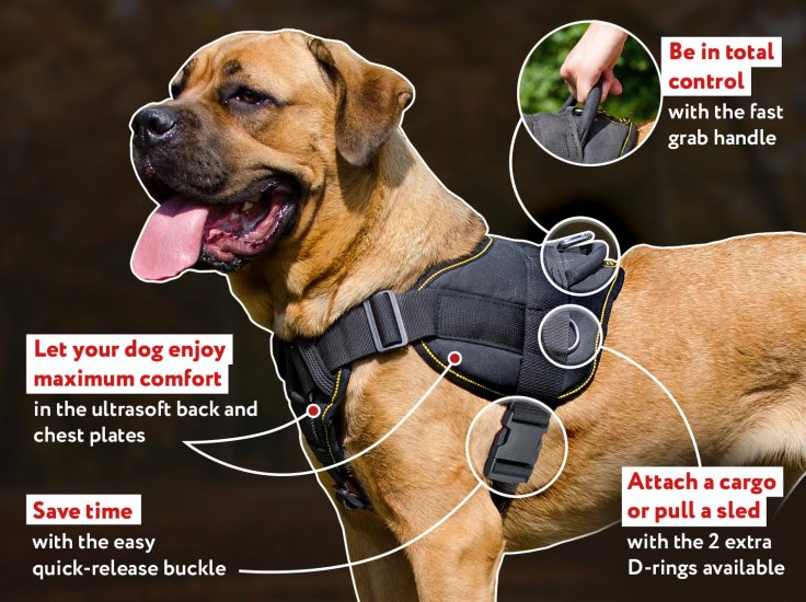 best leash for mastiff