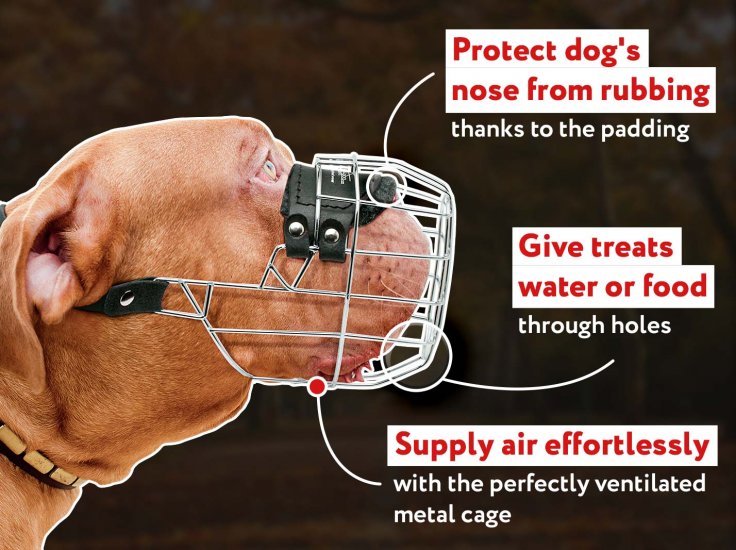 how do you fit a dog muzzle