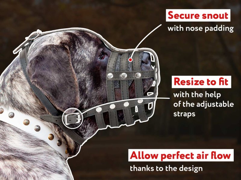 English fashion mastiff muzzle