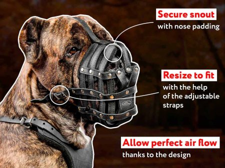 English hot sale mastiff muzzle