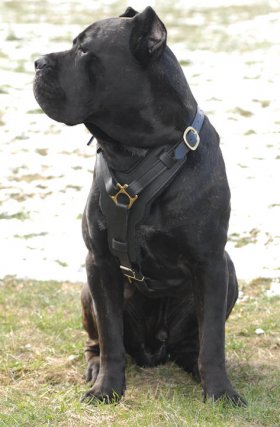 SL CANE CORSO