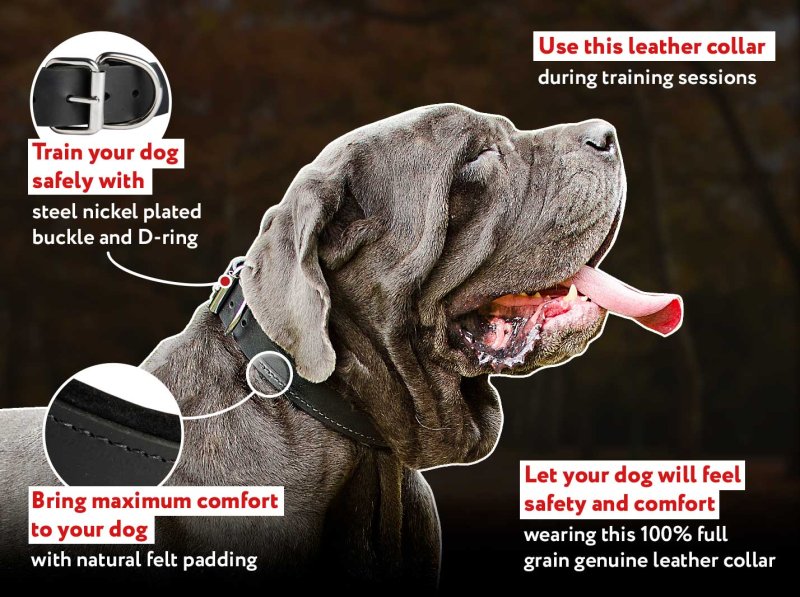 Best shock 2025 collar for mastiff