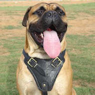 Bullmastiff harness on sale