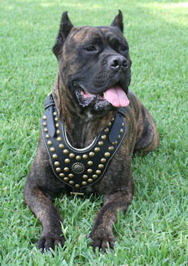 cane corso leather harness