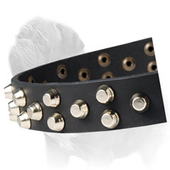 Gorgeous Canine Collar with Studs