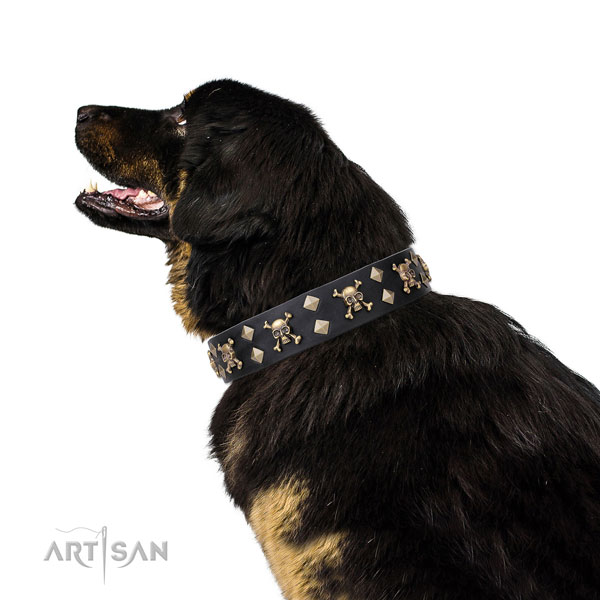 Mastiff fine quality full grain leather dog collar for stylish walking