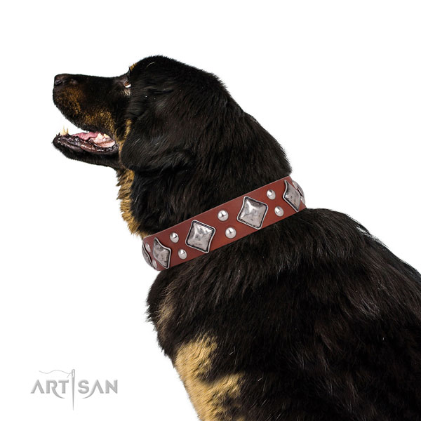 Walking adorned dog collar made of quality leather