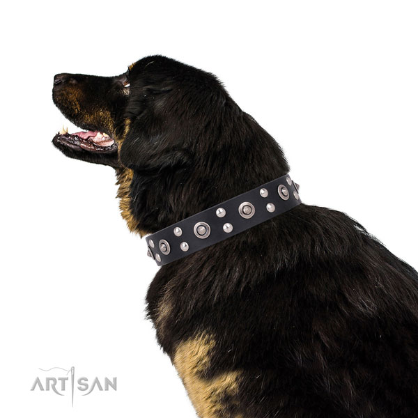 Walking studded dog collar made of high quality genuine leather