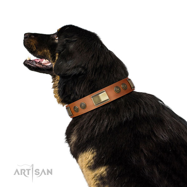 Strong walking dog collar of genuine leather