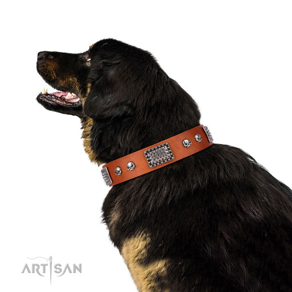 Adorned full grain leather collar for your lovely dog