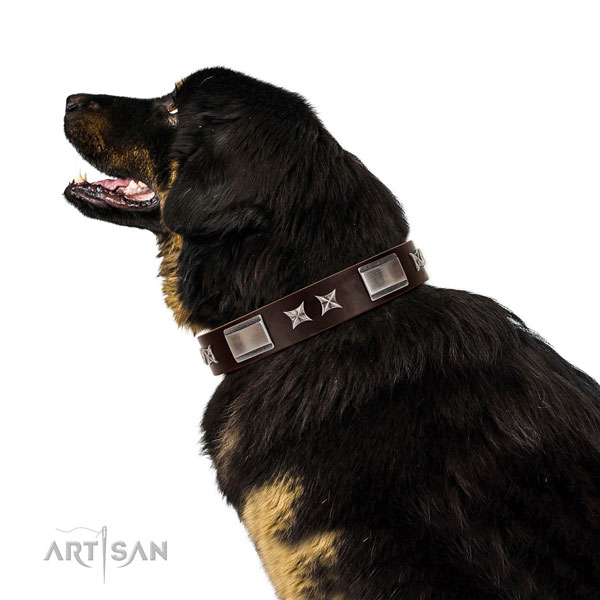 Decorated collar of full grain natural leather for your attractive canine
