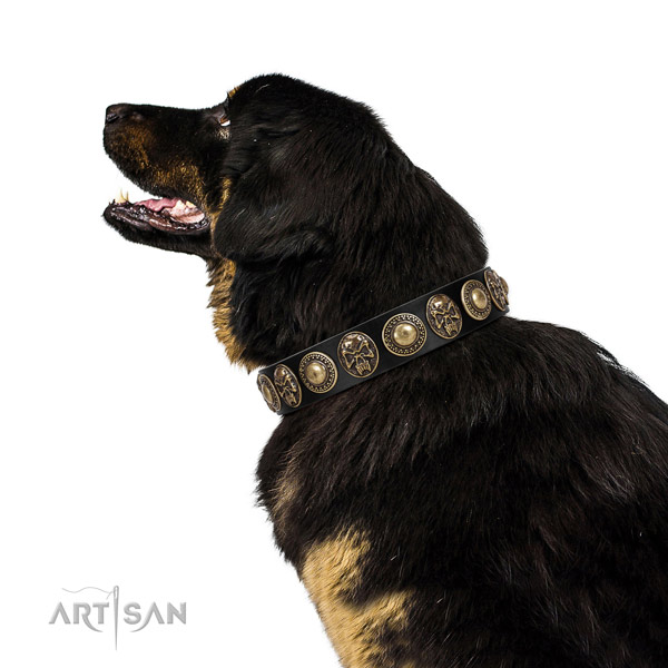 Designer genuine leather collar for your impressive canine