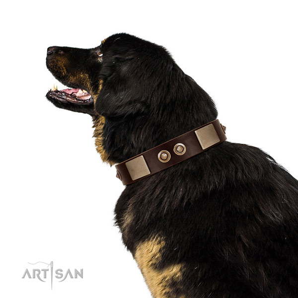 Rust resistant traditional buckle on genuine leather dog collar for fancy walking