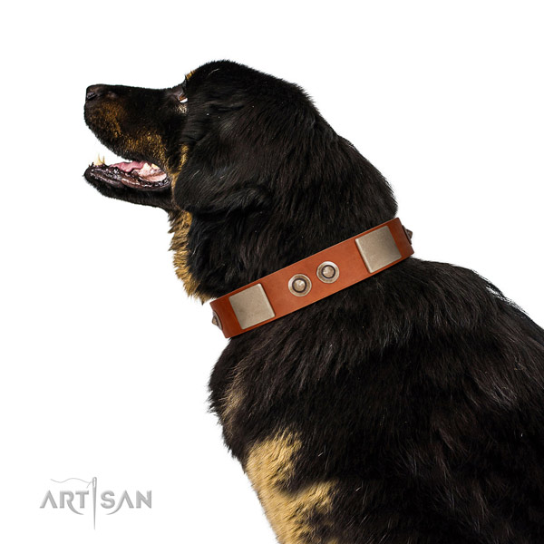 Corrosion proof D-ring on full grain leather dog collar for everyday walking
