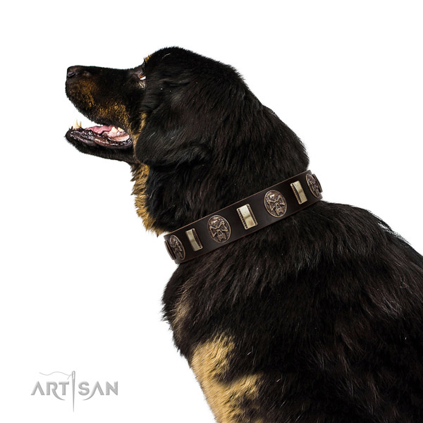 Full grain genuine leather collar with embellishments for your attractive four-legged friend