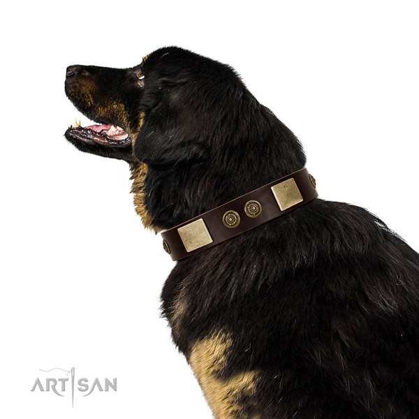 Everyday walking dog collar of leather with significant decorations