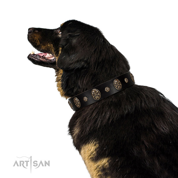 Daily walking dog collar of natural leather with designer embellishments