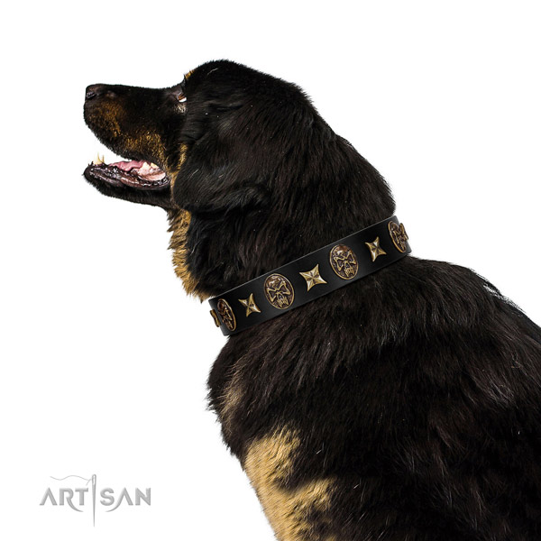 Stylish walking dog collar of genuine leather with designer decorations