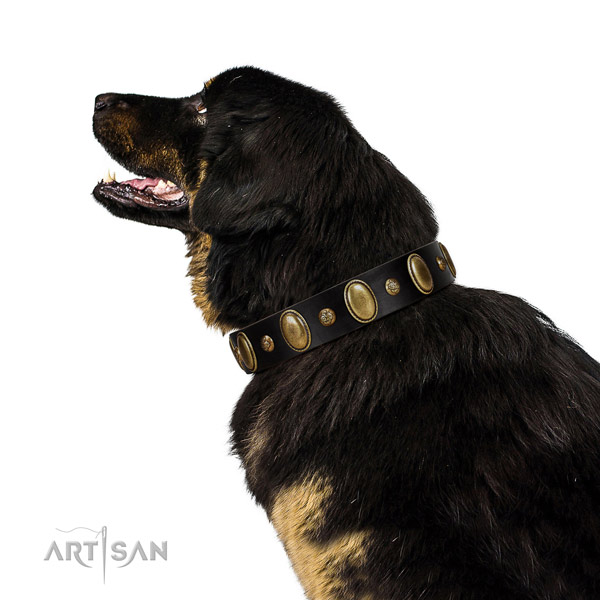 Natural leather dog collar of top rate material with designer embellishments