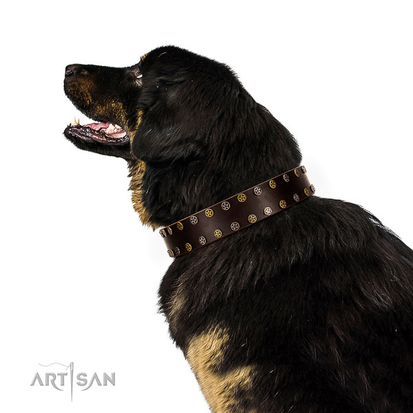 Comfy wearing full grain genuine leather dog collar with studs