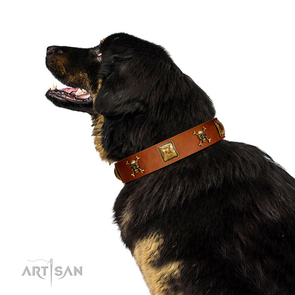 Impressive full grain natural leather dog collar with corrosion proof embellishments