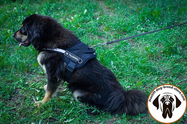 Upgraded nylon canine harness for Mastiff with ID patches for easy identification