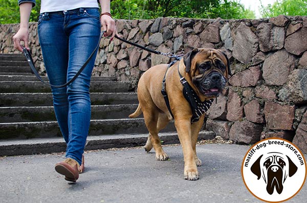 Leather canine harness for Bullmastiff with riveted spikes