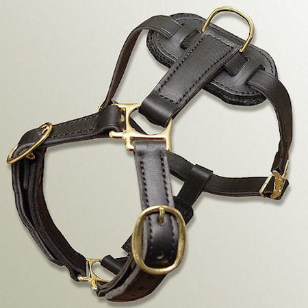 Mastiff dog harness fashion