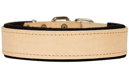 leather padded dog collar