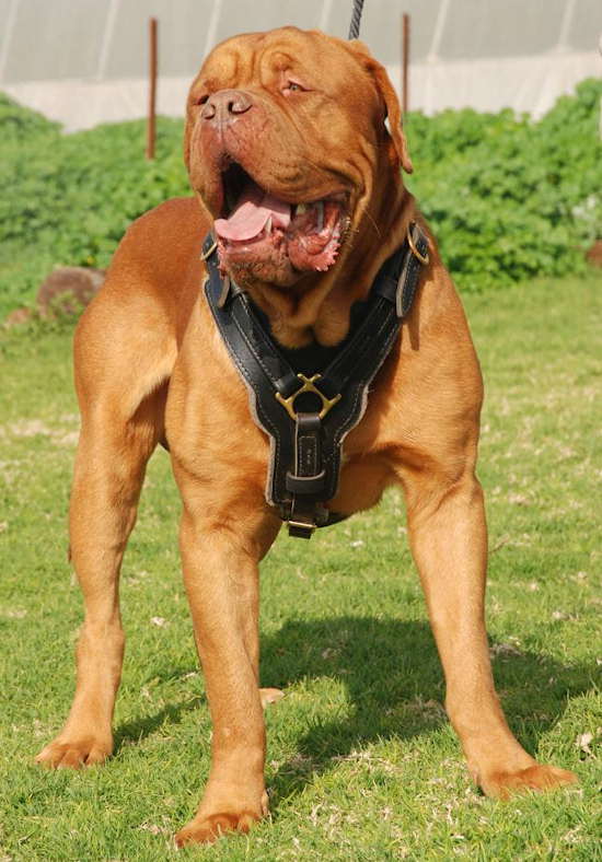 Exclusive Luxury Handcrafted Padded Leather Dog Harness : Mastiff Breed:  Harnesses, Muzzles, Collars, Leashes, Bite Tugs and Toys