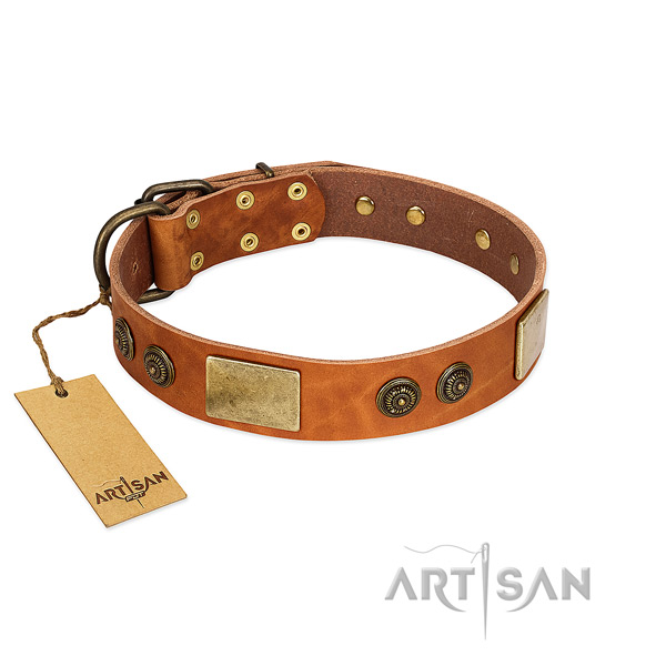 Adorned full grain natural leather dog collar for daily walking